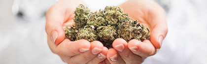 Woman's hands holding cannabis flower